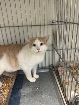 Franklin -  Domestic Short Hair Cat for Adoption in Rock Springs, Wyoming - Franklin | PetCurious