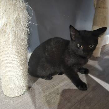 Rescue Domestic Short Hair Cats for Adoption in Nashville, Tennessee - Tish | PetCurious