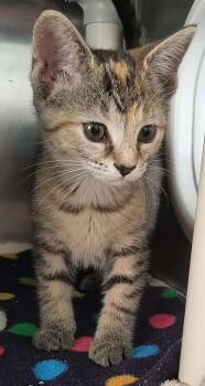 Sally -  Domestic Short Hair Cat for Adoption in Georgetown, Ohio - Sally | PetCurious