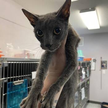 Asher -  Domestic Short Hair Cat for Adoption in Port Charlotte, Florida - Asher | PetCurious
