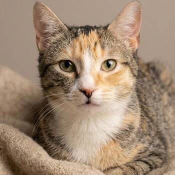 Dilute Tortoiseshell Cats Available for Adoption in Montclair, New Jersey - Bloom | PetCurious