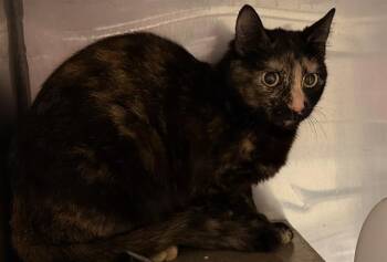 Domestic Medium Hair Cats Available for Adoption in Modesto, California - A608416 | PetCurious