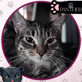 Domestic Short Hair Cats Available for Adoption - Orchestra | PetCurious