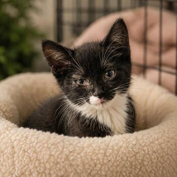Truffle (in Stevensville, MD) -  Domestic Short Hair Cat for Adoption - Truffle (in Stevensville, MD) | PetCurious