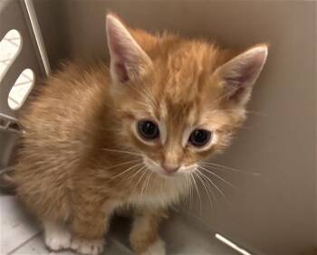 JUNE -  Domestic Short Hair Cat for Adoption in Dallas, Texas - JUNE | PetCurious