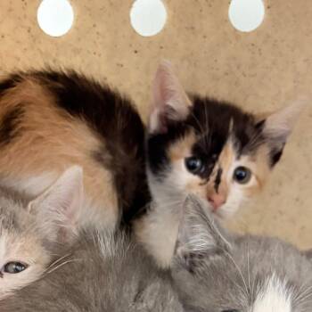 Domestic Short Hair Cats Available for Adoption in Philadelphia, Pennsylvania - Arya | PetCurious