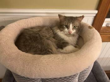 Domestic Medium Hair Cats Available for Adoption in Wakefield, Quebec - Floofers | PetCurious