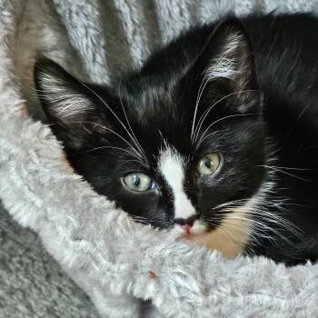 Domestic Short Hair Cats Available for Adoption in Wayne, New Jersey - Nicky | PetCurious