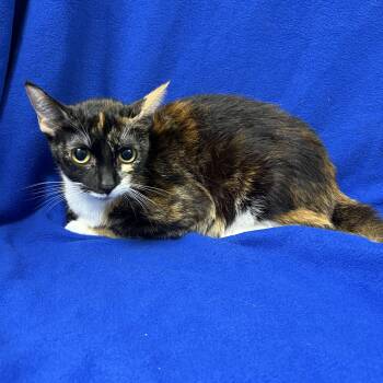 Twix -  Domestic Short Hair Cat for Adoption in Valdosta, Georgia - Twix | PetCurious