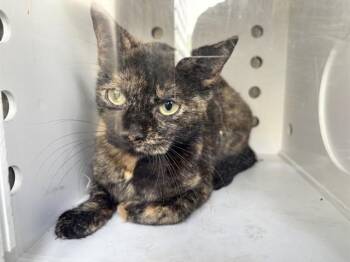 Domestic Short Hair Cats Available for Adoption in Ontario, California - SISSY | PetCurious