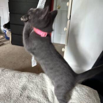Macy -  Domestic Short Hair Cat for Adoption in Verona, New Jersey - Macy | PetCurious