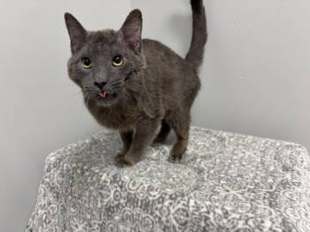 Cubby -  Domestic Short Hair Cat for Adoption in Frankfort, Indiana - Cubby | PetCurious
