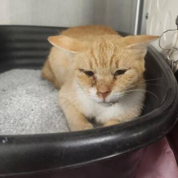 Matilda -  Domestic Short Hair Cat for Adoption in Evensville, Tennessee - Matilda | PetCurious