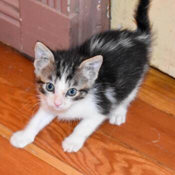Rescue Domestic Short Hair Cats for Adoption in Morgan Hill, California - Maple | PetCurious