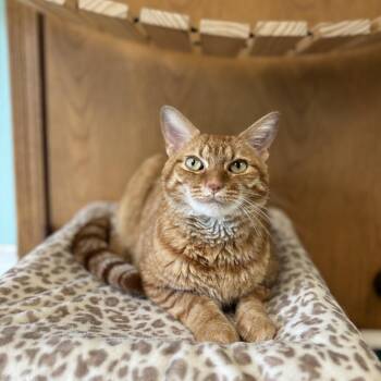 BLT -  Domestic Short Hair Cat for Adoption in Fargo, North Dakota - BLT | PetCurious