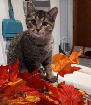 Rescue Domestic Short Hair Cats for Adoption in Adrian, Michigan - Aldi | PetCurious