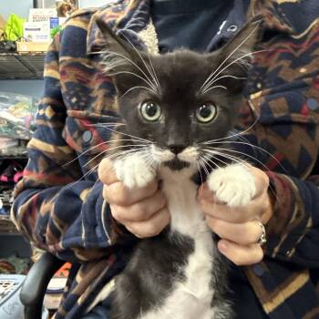 Jinx -  Domestic Short Hair Cat for Adoption in Wahiawa, Hawaii - Jinx | PetCurious
