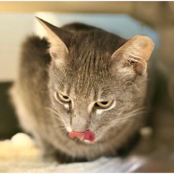 Domestic Short Hair Cats Available for Adoption in Austin, Texas - Gabrielle | PetCurious