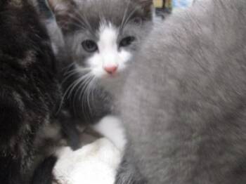 Domestic Short Hair Cats Available for Adoption in Ocala, Florida - OSCAR | PetCurious