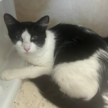 peach -  Domestic Medium Hair Cat for Adoption in Long Beach, California - Peach | PetCurious