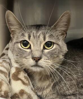Magellan -  Domestic Short Hair Cat for Adoption in Johnston, Rhode Island - Magellan | PetCurious