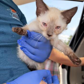 Bamboo -  Siamese and Domestic Short Hair Cat for Adoption in Marshall, Texas - Bamboo | PetCurious