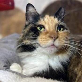 Domestic Long Hair Cats Available for Adoption in Liverpool, Texas - Gemma Mae "GemGem" | PetCurious