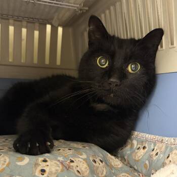 Ed -  Domestic Short Hair Cat for Adoption in Saint Paul, Minnesota - Ed | PetCurious