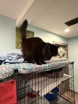 Domestic Long Hair Cats Available for Adoption - Finn Aka Fiona | PetCurious