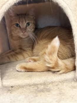 Lucy -  Domestic Short Hair Cat for Adoption in Royalton, Illinois - Lucy | PetCurious