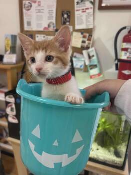 Rescue Domestic Short Hair Cats for Adoption in Newport, Kentucky - Dorito | PetCurious