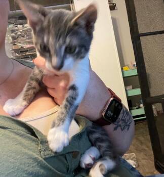 Socks -  Domestic Short Hair Cat for Adoption in San Antonio, Texas - Socks | PetCurious