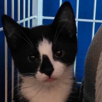 Haru -  Domestic Medium Hair Cat for Adoption in Marble, North Carolina - Haru | PetCurious