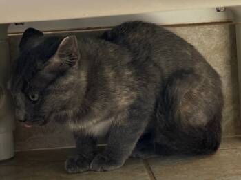 Rescue Domestic Short Hair Cats for Adoption in Grand Junction, Colorado - Frieda Falcon | PetCurious