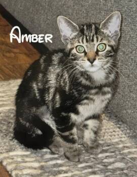 Amber -  Tabby Cat for Adoption in Knoxville, Tennessee - Amber | PetCurious