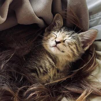 Kiara -  Domestic Short Hair Cat for Adoption in Pompano Beach, Florida - Kiara | PetCurious