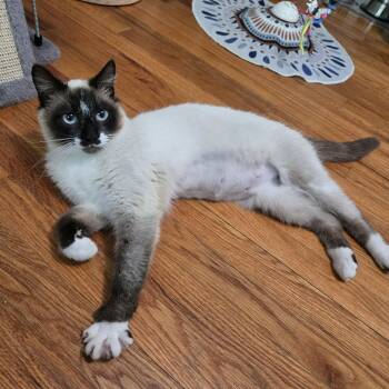 Snowshoe and Domestic Short Hair Cats Available for Adoption in Sedalia, Missouri - Nika | PetCurious
