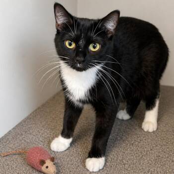 Domestic Short Hair Cats Available for Adoption in South Elgin, Illinois - Primrose | PetCurious