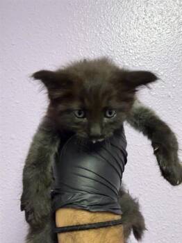 61318471 -  Domestic Medium Hair Cat for Adoption in El Paso, Texas - 61318471 | PetCurious