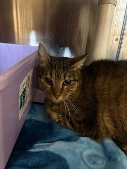 CAI -  Domestic Short Hair Cat for Adoption in Houston, Texas - CAI | PetCurious