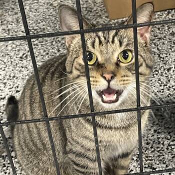 Rescue Domestic Short Hair Cats for Adoption in Milan, Pennsylvania - Wilson | PetCurious