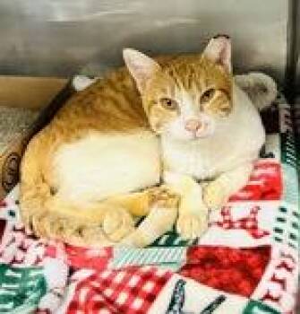 Domestic Short Hair Cats Available for Adoption - Dalton | PetCurious