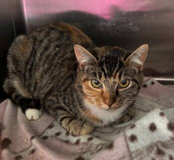 Mocha -  Tabby Cat for Adoption in Raymond, Washington - Mocha | PetCurious