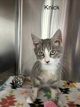 Domestic Short Hair Cats Available for Adoption - Knick | PetCurious