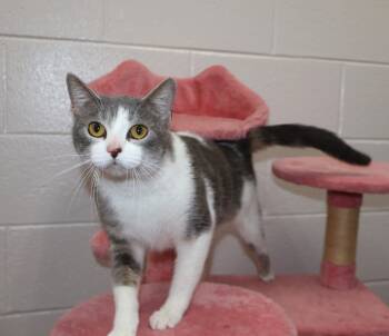 Domestic Short Hair Cats Available for Adoption in Grovetown, Georgia - SELINA | PetCurious