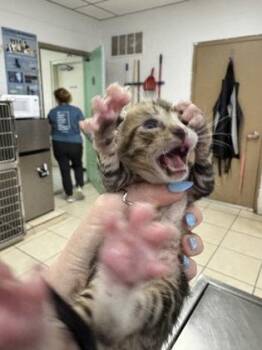 Alfalfa- Green -  Domestic Short Hair Cat for Adoption in Largo, Florida - Alfalfa- Green | PetCurious