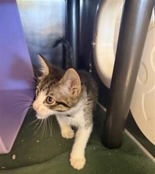 SPEAROW -  Domestic Short Hair Cat for Adoption in Houston, Texas - SPEAROW | PetCurious