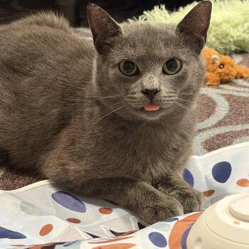 June -  Domestic Short Hair Cat for Adoption in Elwood, New York - June | PetCurious