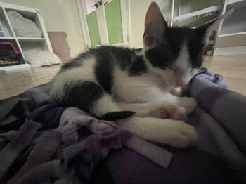 Captain (2783) -  Domestic Short Hair Cat for Adoption in Zephyrhills, Florida - Captain (2783) | PetCurious