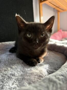 Silas -  Domestic Short Hair Cat for Adoption in Rootstown, Ohio - Silas | PetCurious